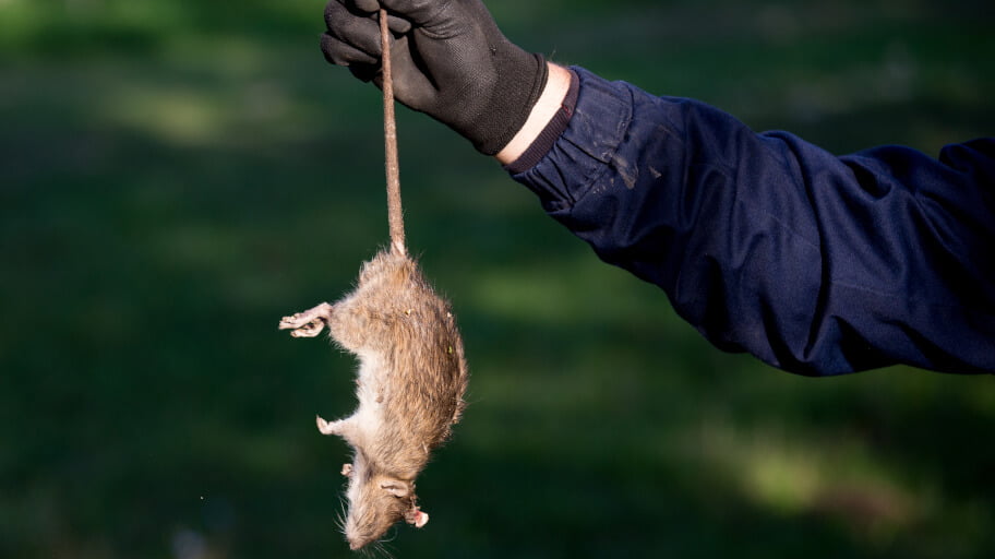 Do Rats Eat Dead Rats