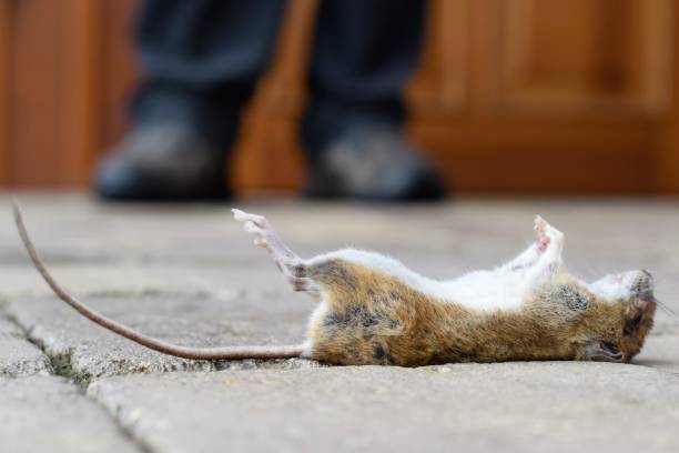 Culinary Secrets of Rats: What Do Rats Eat