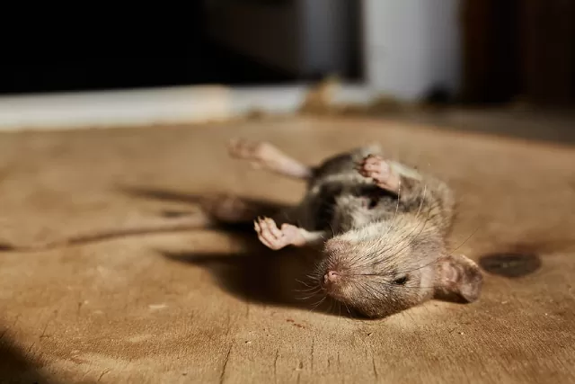 How Do Rats Pose Health Risks