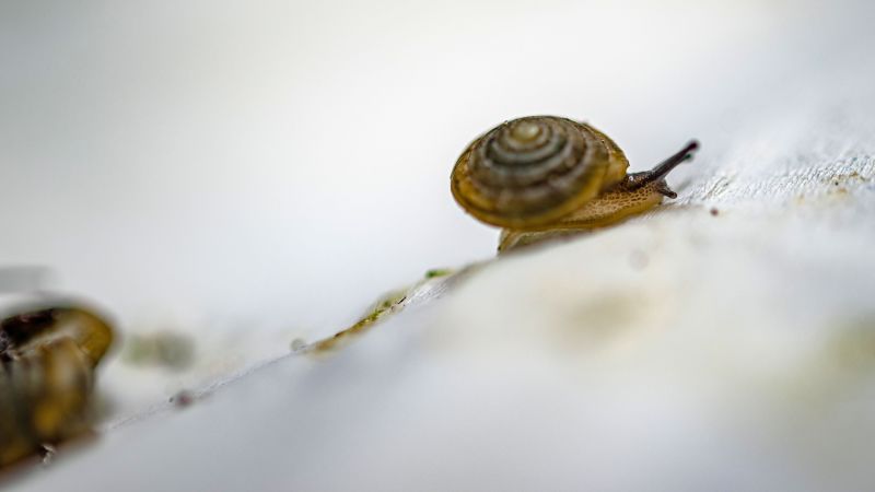How Long For Snail To Travel Around The World