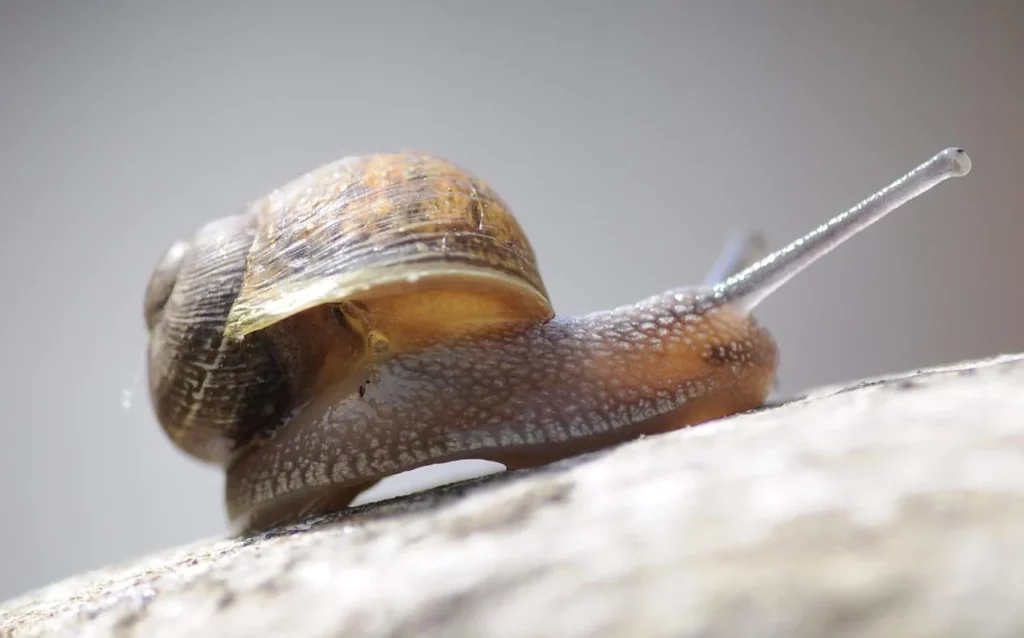 How Do Snail Characteristics Influence Their Travel Speed