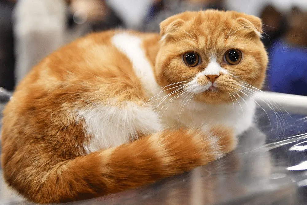 How can owners manage health issues in genetically mutated Scottish Folds