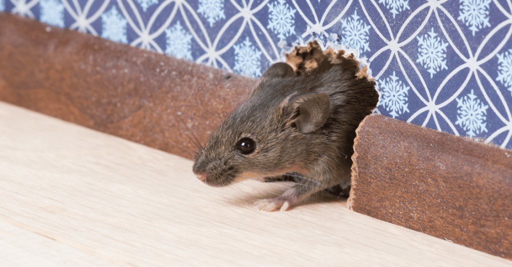 What Are the Risks and Consequences of Depositing Rat Poison