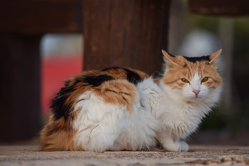 How to handle a challenging stray cat situation effectively