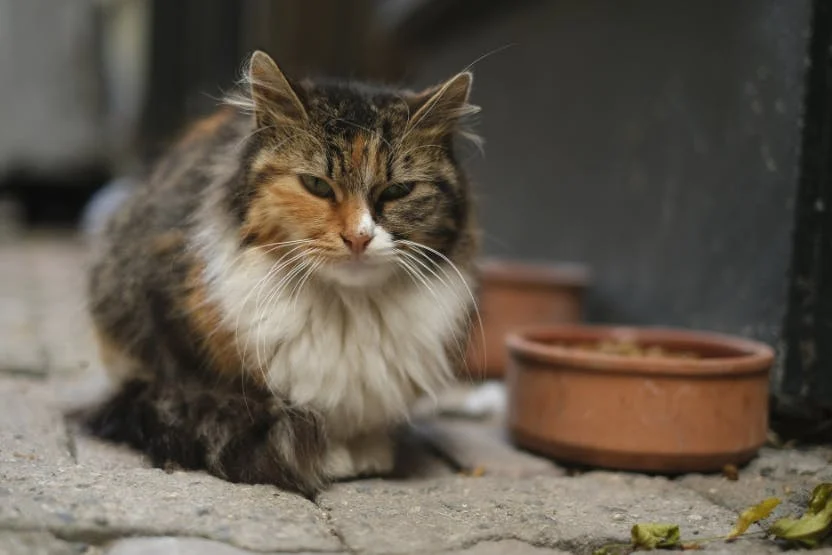 What confirms a cat as a stray and evaluates its needs effectively