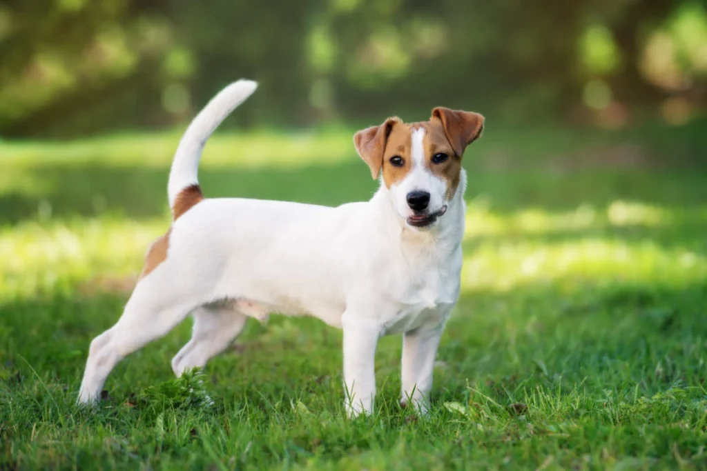 How to Manage and Alleviate the Behavior of Jack Russell