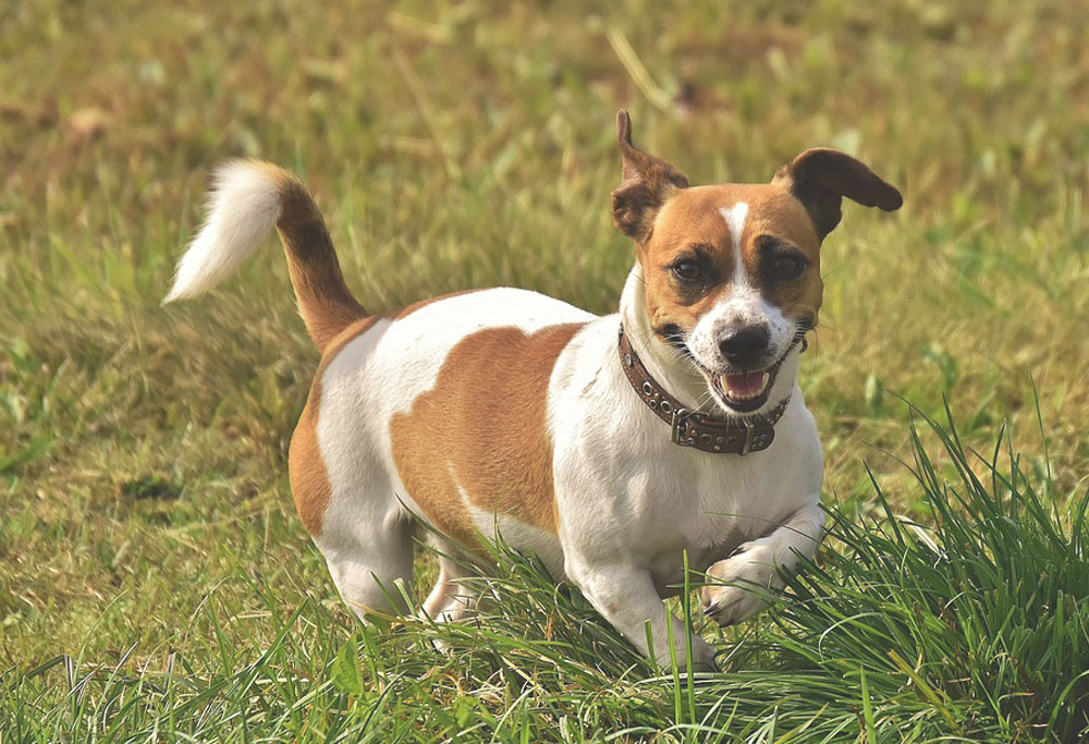 Why Does My Jack Russell Follow Me Everywhere?  The Most Possible Reasons