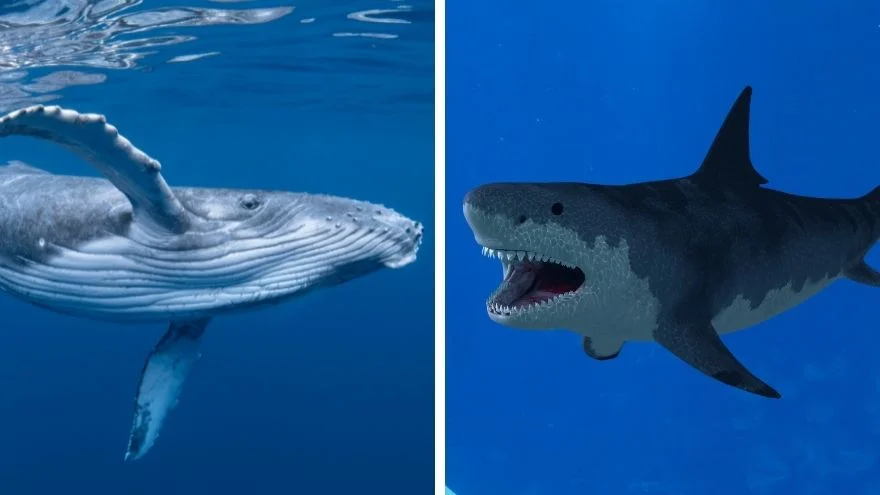 Blue Whale Compared To Megalodon