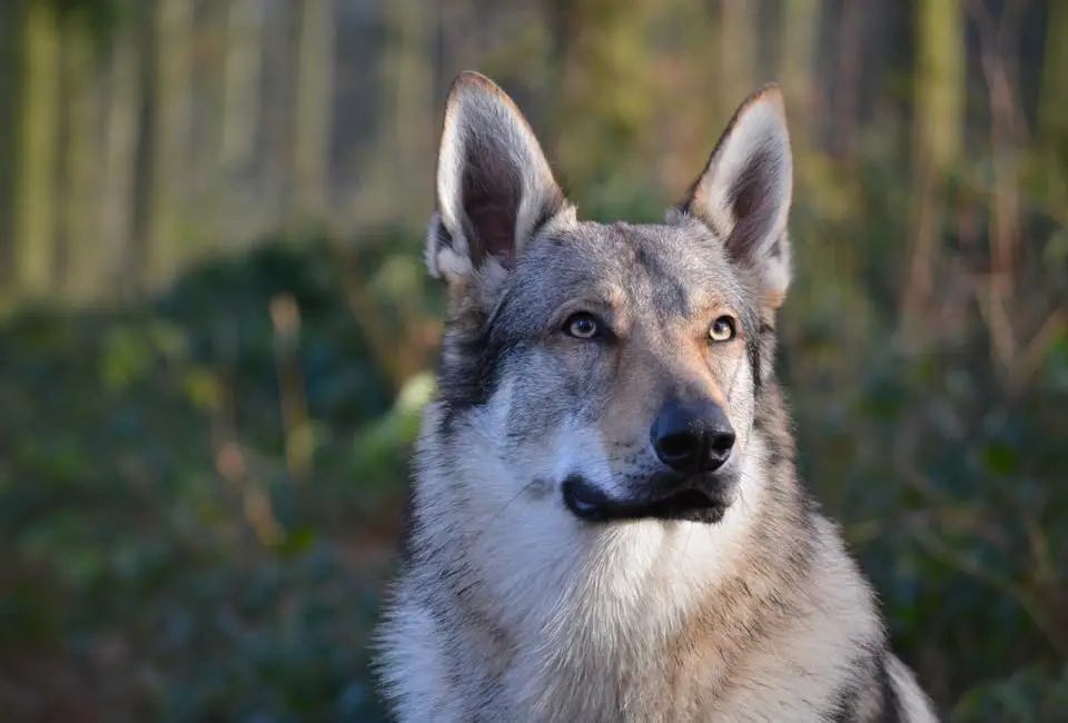 Are Wolfdogs Legal in UK
