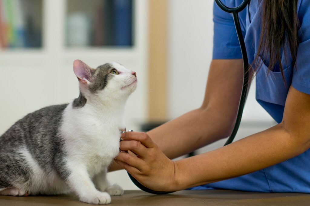How to Manage Post-Neutering Activity in Cats