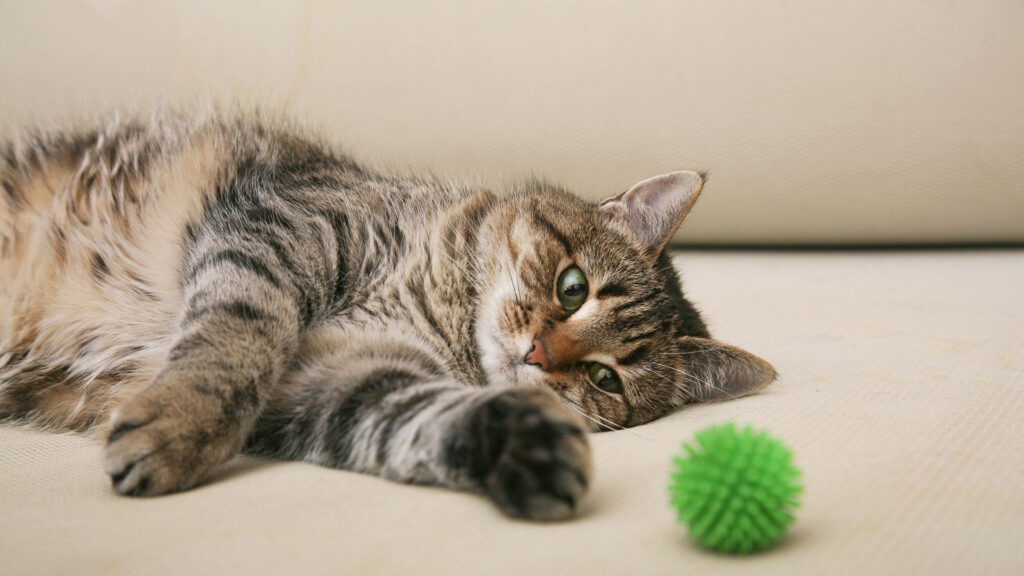 What Causes Increased Activity After Neutering in Cats