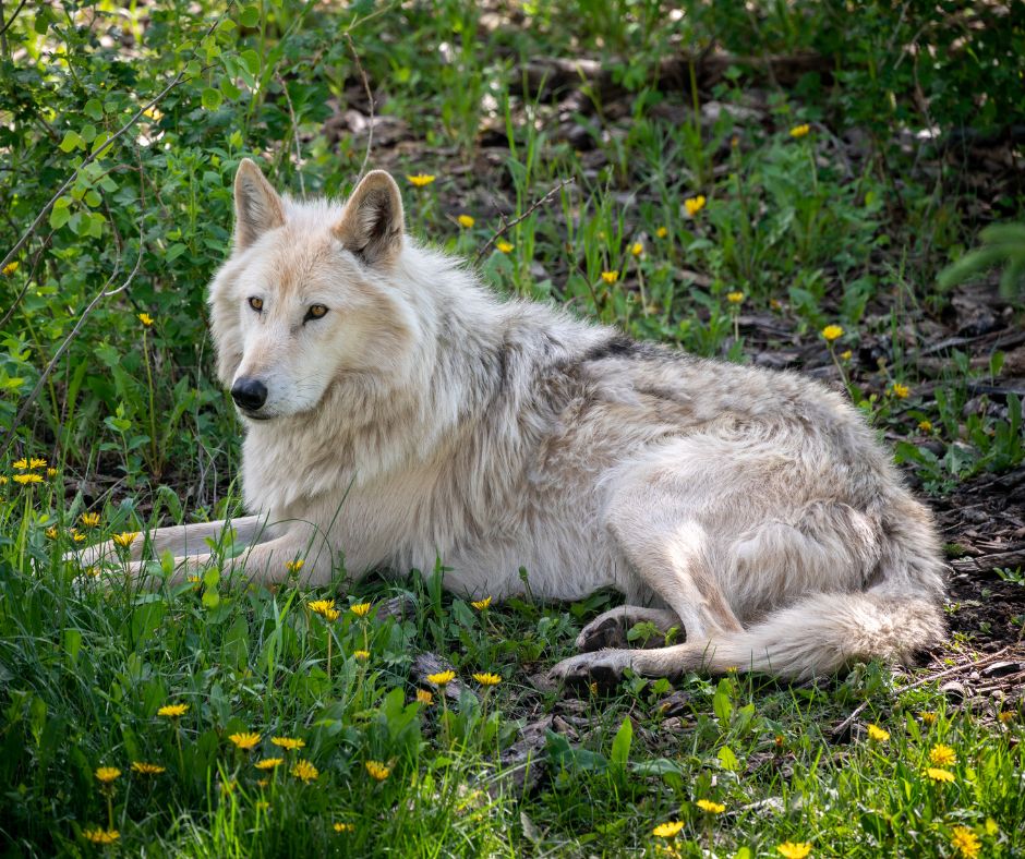 How to determine the legality of owning wolf dogs in the UK