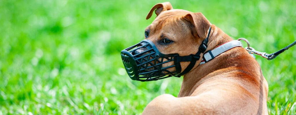What breeds are banned under the Dangerous Dogs Act 1991 in the UK