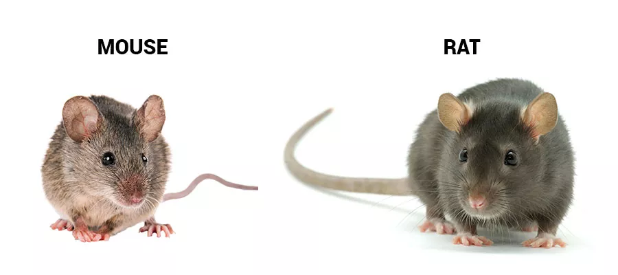 What are the main differences between mice and rats