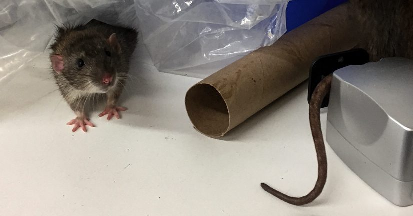 What health risks come with having both mice and rats at the same time